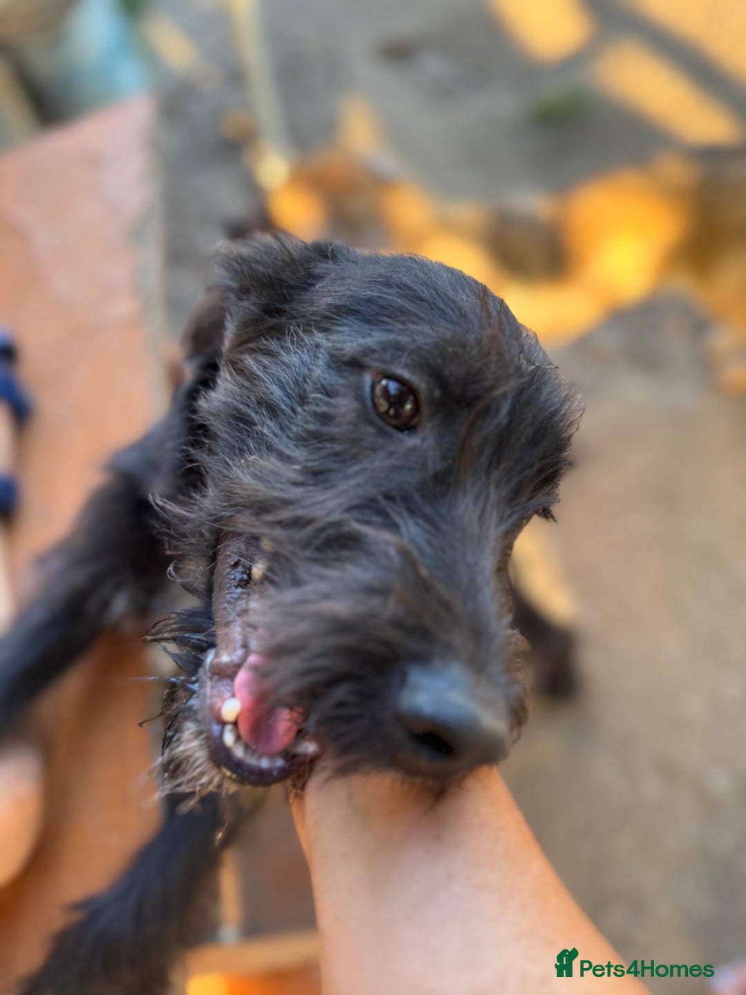 Mixed Breed dogs for adoption: LIA - a Beautiful young Girl, for a Loving Home - Image 20