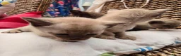 Burmese cats for sale: Outstanding Pedigree Burmese Kittens,Vet checked - Advert 22