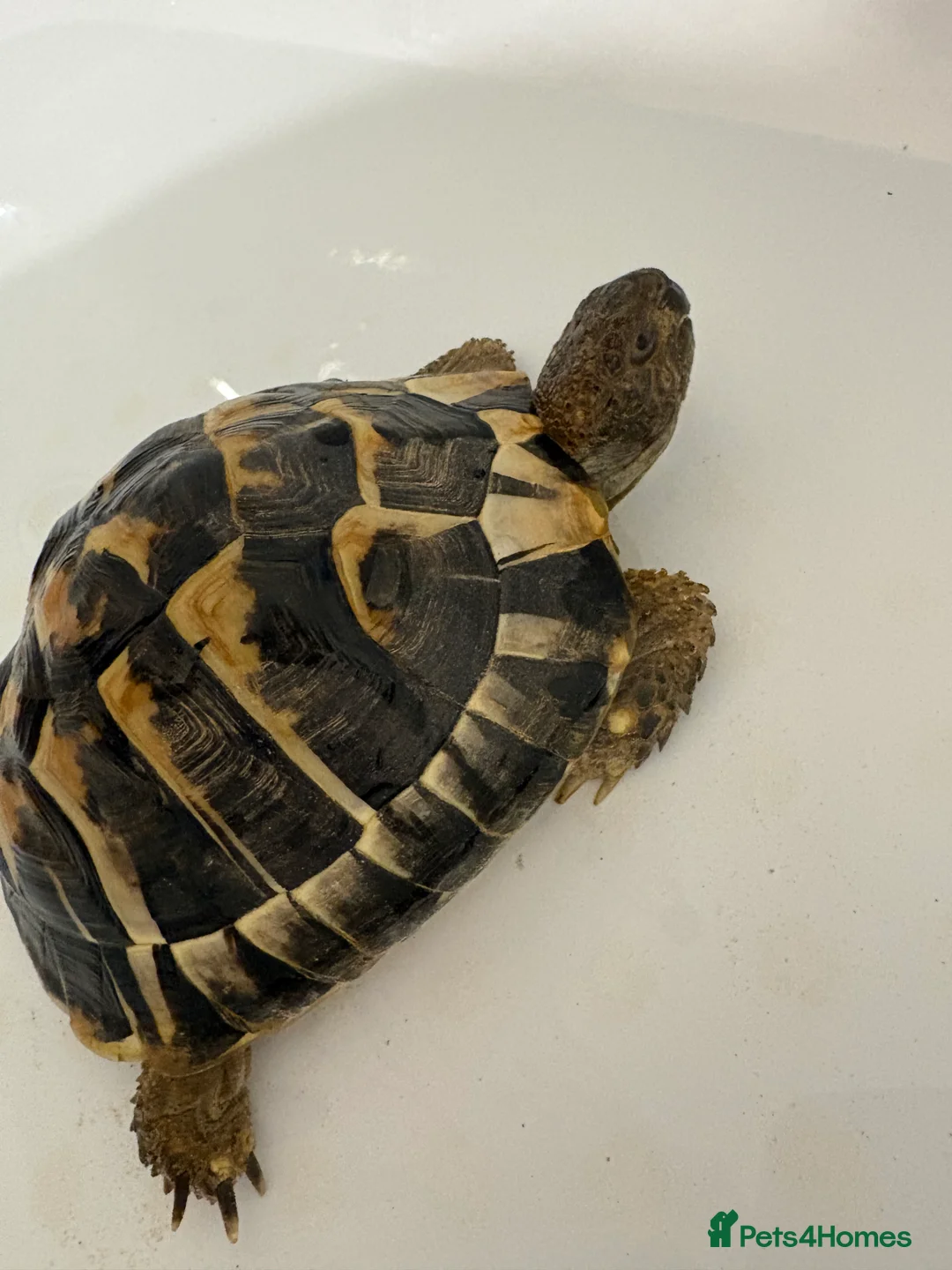 Hermann Tortoise reptiles for sale: hermann's tortoise - Looking for His Forever Home - Advert 1