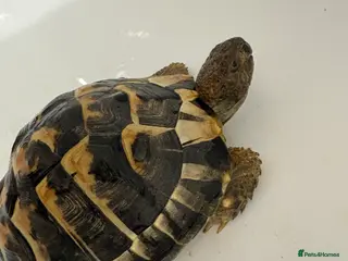 Hermann Tortoise reptiles hermann's tortoise - Looking for His Forever Home - Advert 8