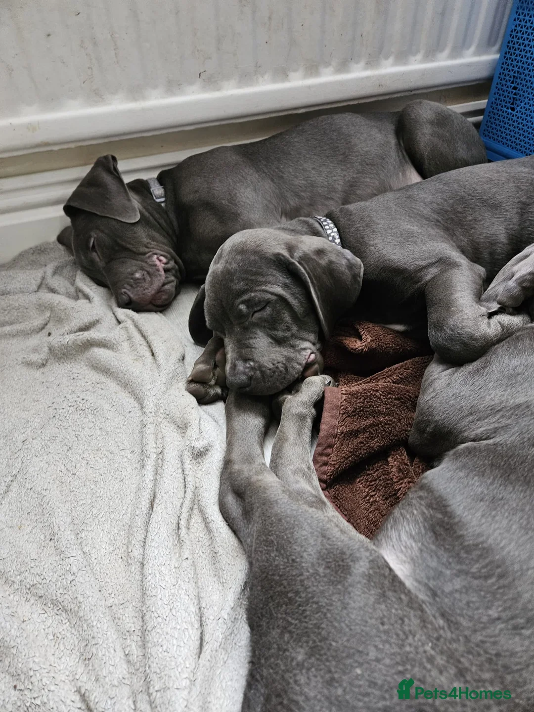 Mixed Breed dogs for sale: 3 labrador mix pupies - Advert 2