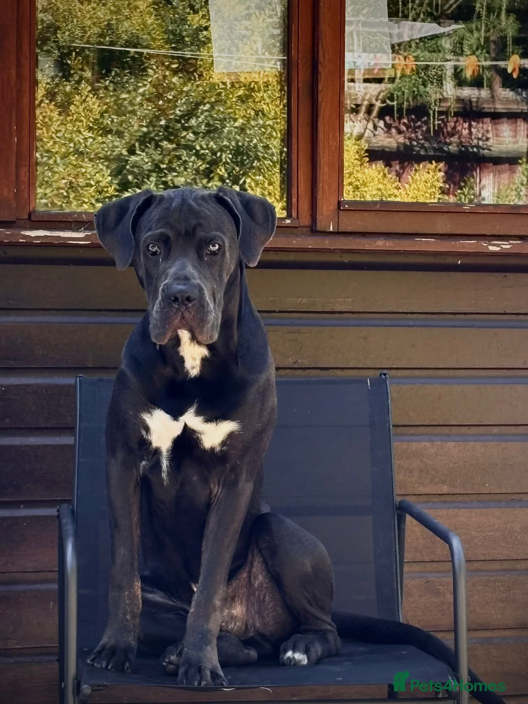 Mixed Breed dogs for sale: 8 months old cane corso x great dane  - Advert 5
