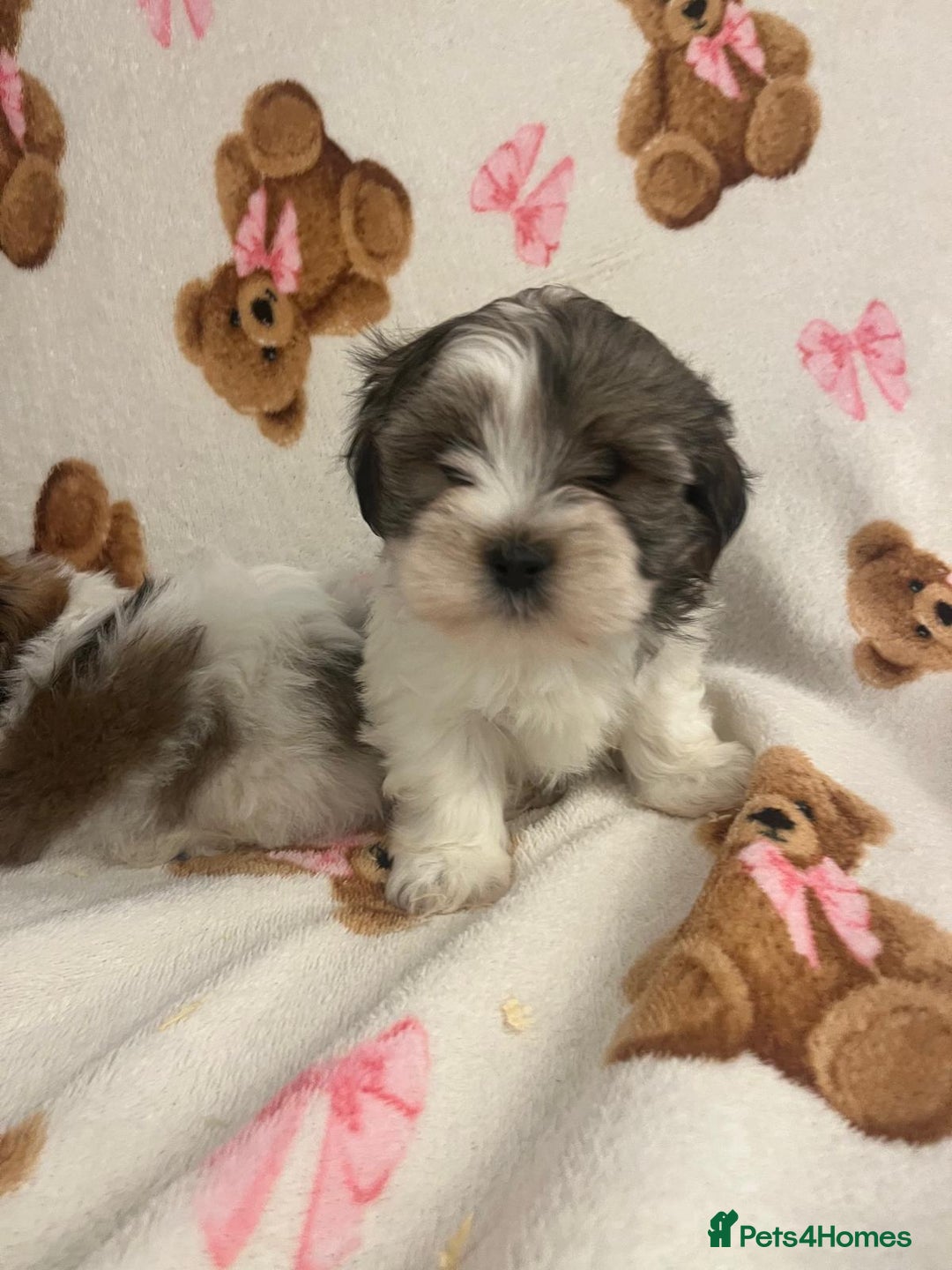 Shih Tzu dogs for sale: Shih Tzu Puppies  - Advert 11