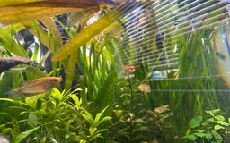 Shrimps fish for sale: Multiple fish & shrimp, please see description  - Image 17