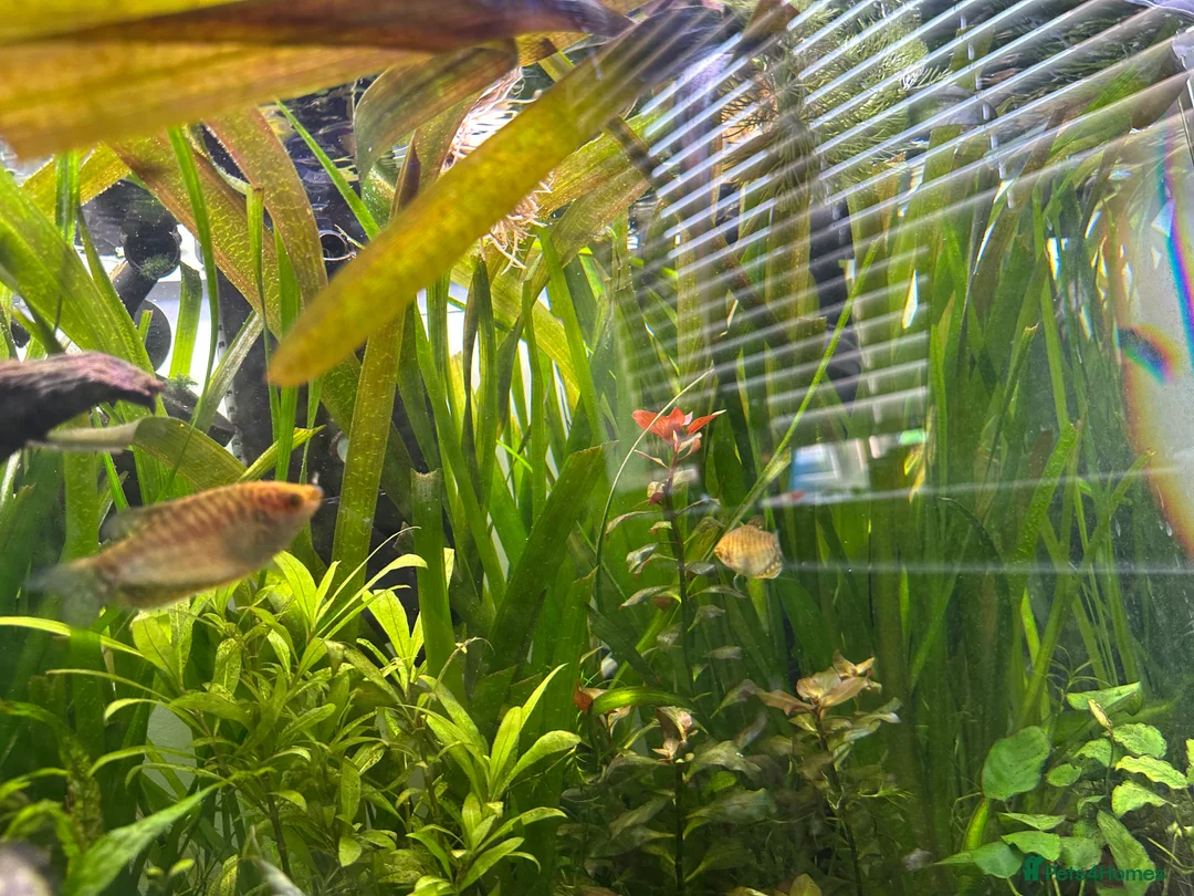 Shrimps fish for sale: Multiple fish & shrimp, please see description  - Advert 17