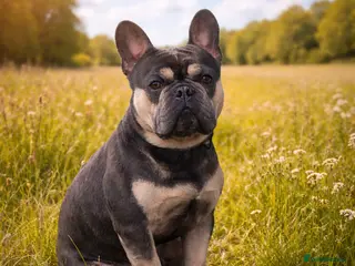French Bulldog dogs Stud male French bulldog - Advert 17