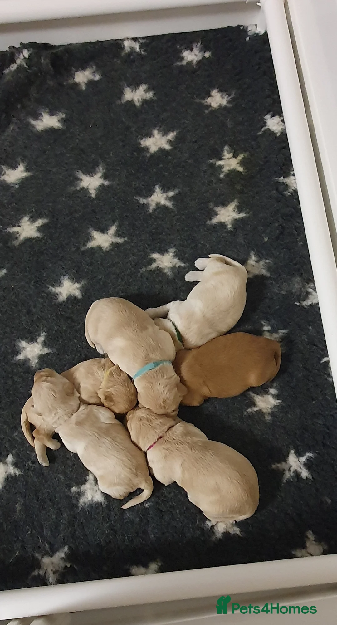 Double Doodle dogs for sale: Goldendoodle/Labradoodle  - Advert 5