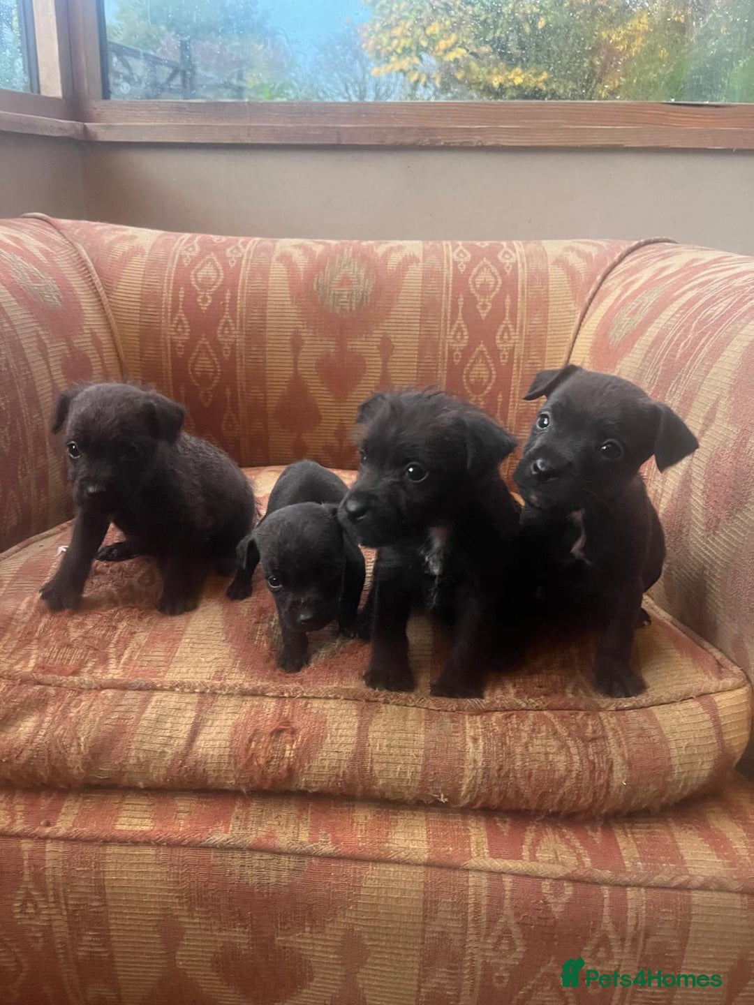 Mixed Breed dogs for sale: Lakeland Patterdale Working lines - Image 1