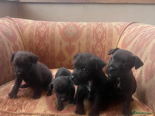 Mixed Breed dogs - Advert 6