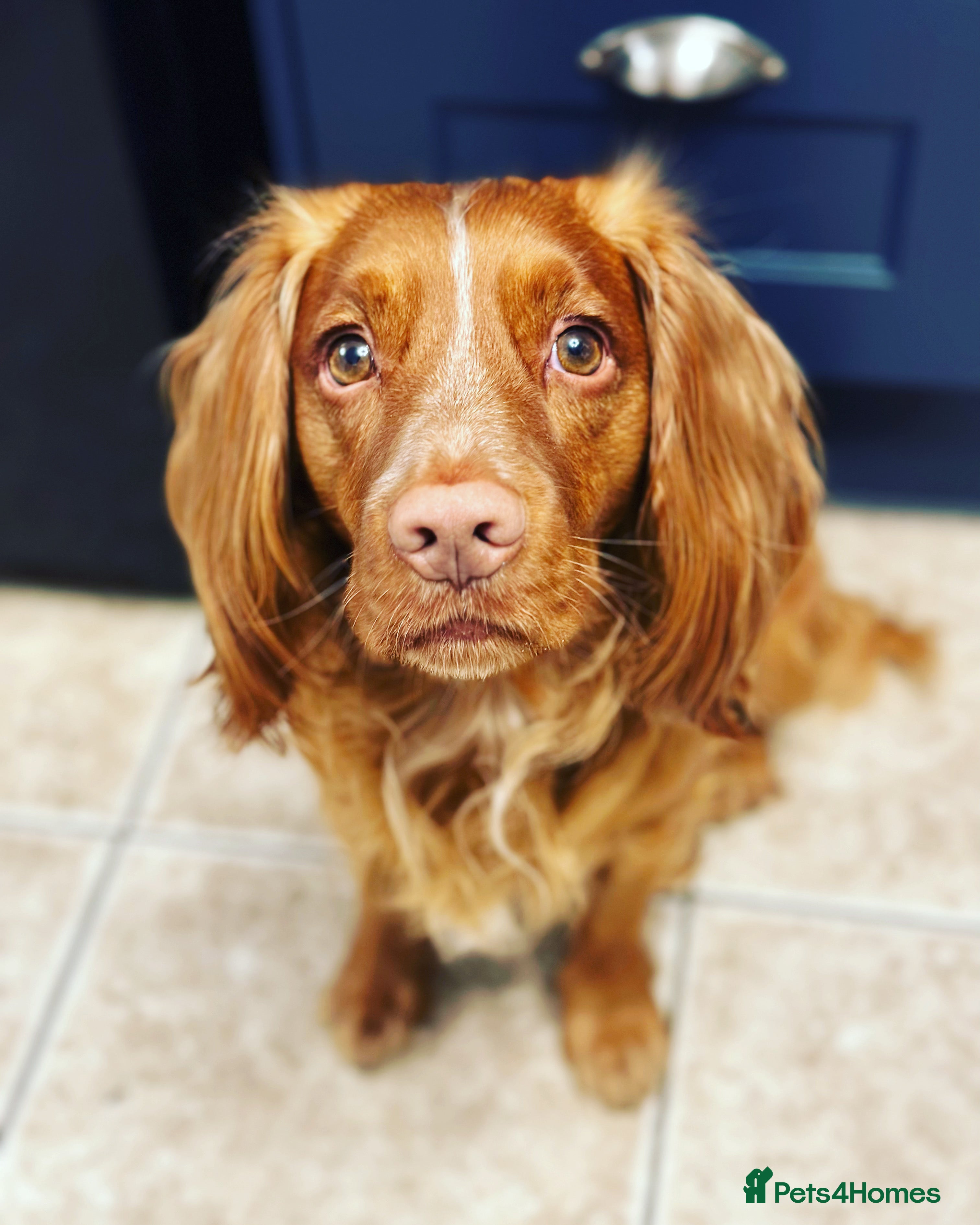 Cocker Spaniel dogs Beautiful working cocker for stud in Barnsley - Advert 14