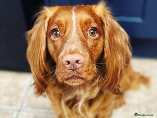 Cocker Spaniel dogs Beautiful working cocker for stud in Barnsley - Advert 23