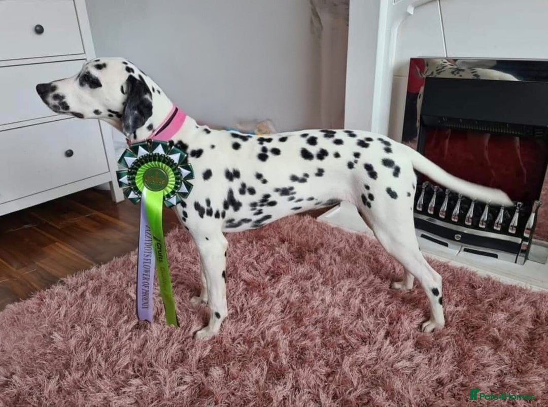 Dalmatian dogs for sale: Kc registered dalmatians  - Image 5