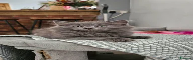 Nebelung 1