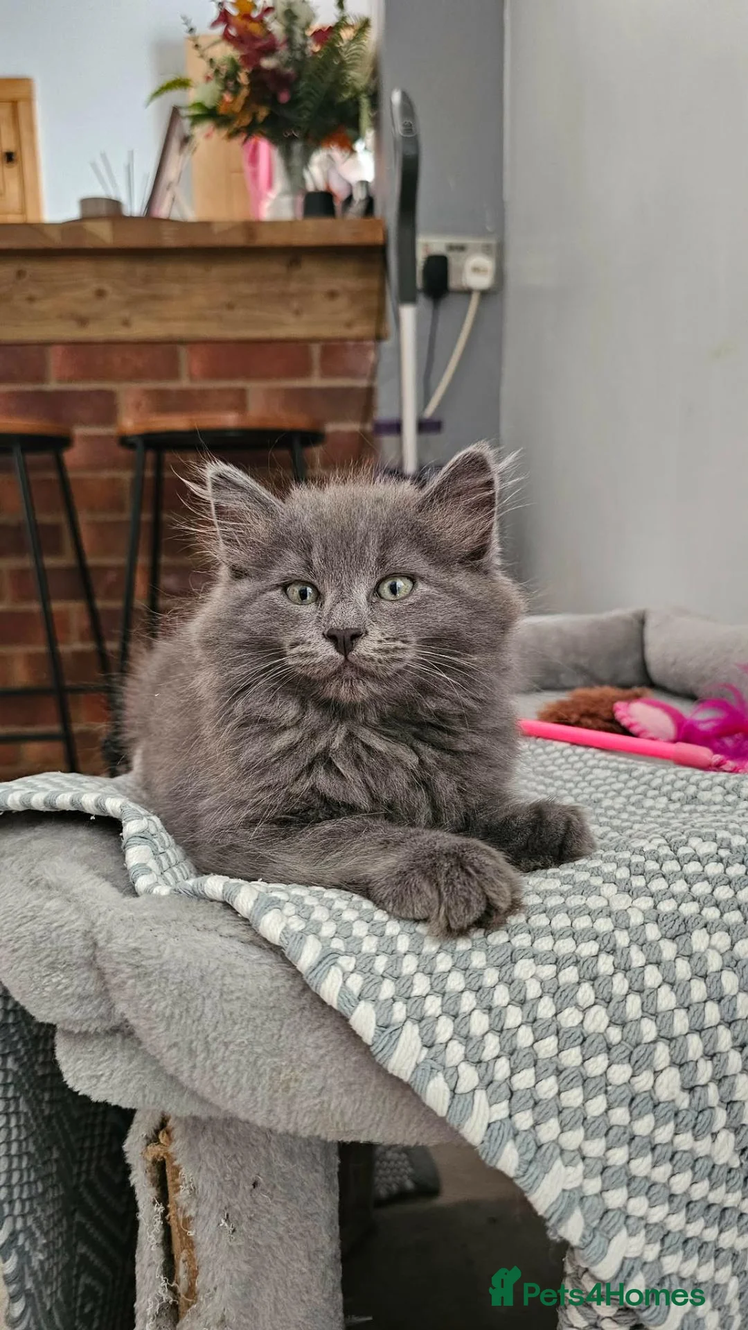 Nebelung cats for sale: Nebelung cross Ragdoll blue grey kitten. in Havant - Advert 2
