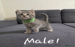 Mixed Breed cats for sale: Adorable kittens - Image 8