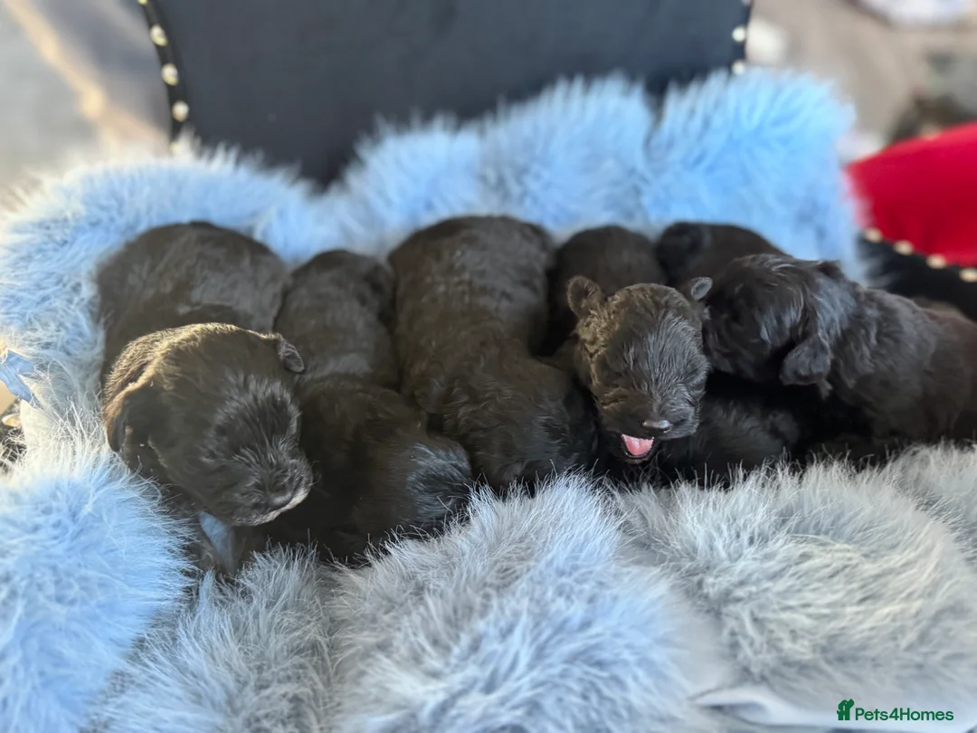 Sheepadoodle dogs for sale: Micro mini Sheepadoodles 1 bou Left! - Advert 2