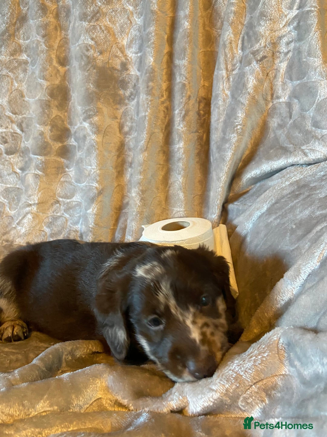 Labradoodle dogs for sale: Rare mini labradoodles variety of colours! - Image 17