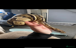 Python Snake reptiles for sale: Royal ball python  - Image 4
