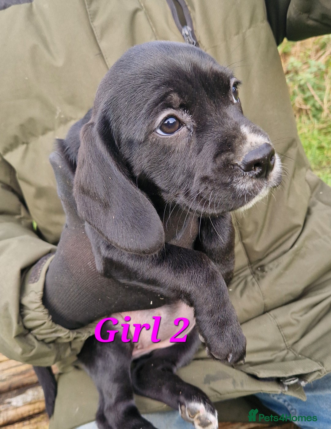 Bocker dogs for sale: Beautiful Bocker puppies - Advert 19