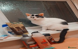 Mixed Breed cats for sale: Simba  - Image 2