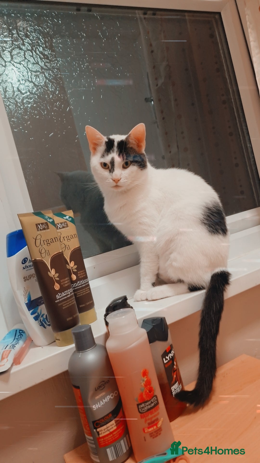 Mixed Breed cats for sale: Simba  - Image 2