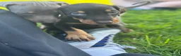 Dobermann dogs for sale: ❌ ready monday❌Health tested Dobermans not Kc reg  - Advert 6