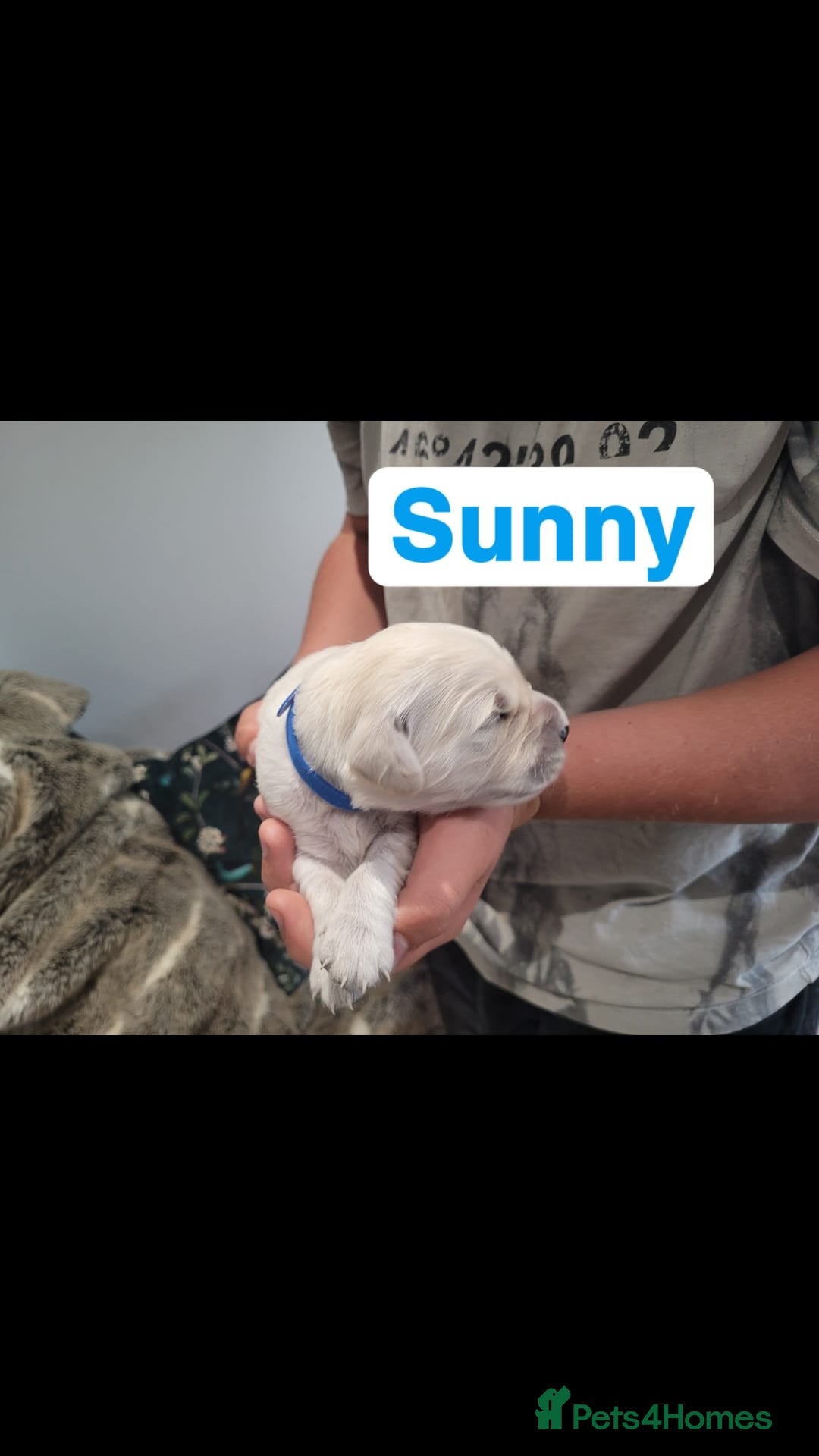 Golden Retriever dogs for sale: Golden Retriever Pups – First Class Homes Wanted - Image 18