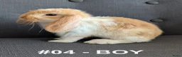 Mini Lop rabbits for sale: Exceptional Mini-Lops. Collect: Sun 16th August - Advert 13