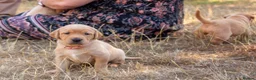 Labrador Retriever dogs for sale: Stunning Yellow & Fox Red Labrador Puppies- KC Reg - Advert 2