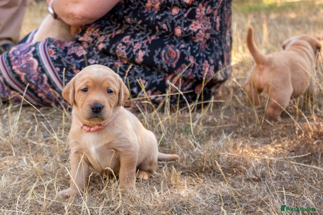 Labrador Retriever dogs for sale: Stunning Yellow & Fox Red Labrador Puppies- KC Reg - Advert 2