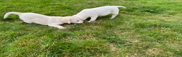 Labrador Retriever dogs for sale: KC reg health tested chunky white Labradors - Advert 19
