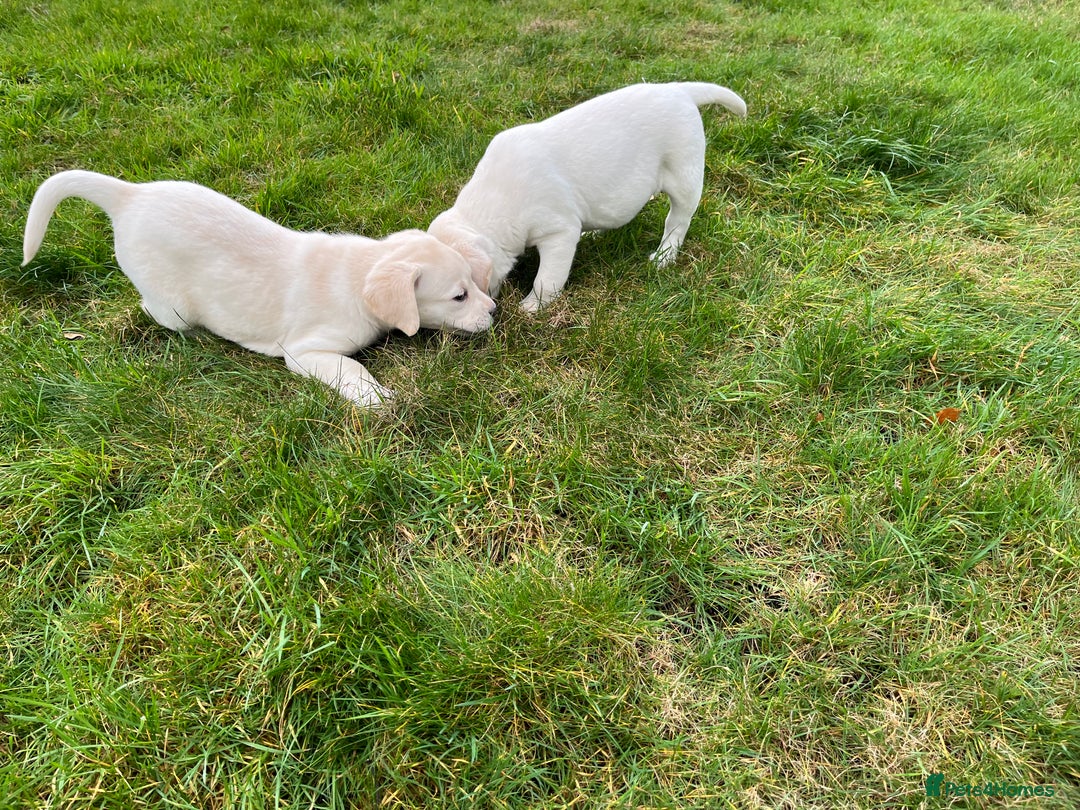 Labrador Retriever dogs for sale: KC reg health tested chunky white Labradors - Advert 19