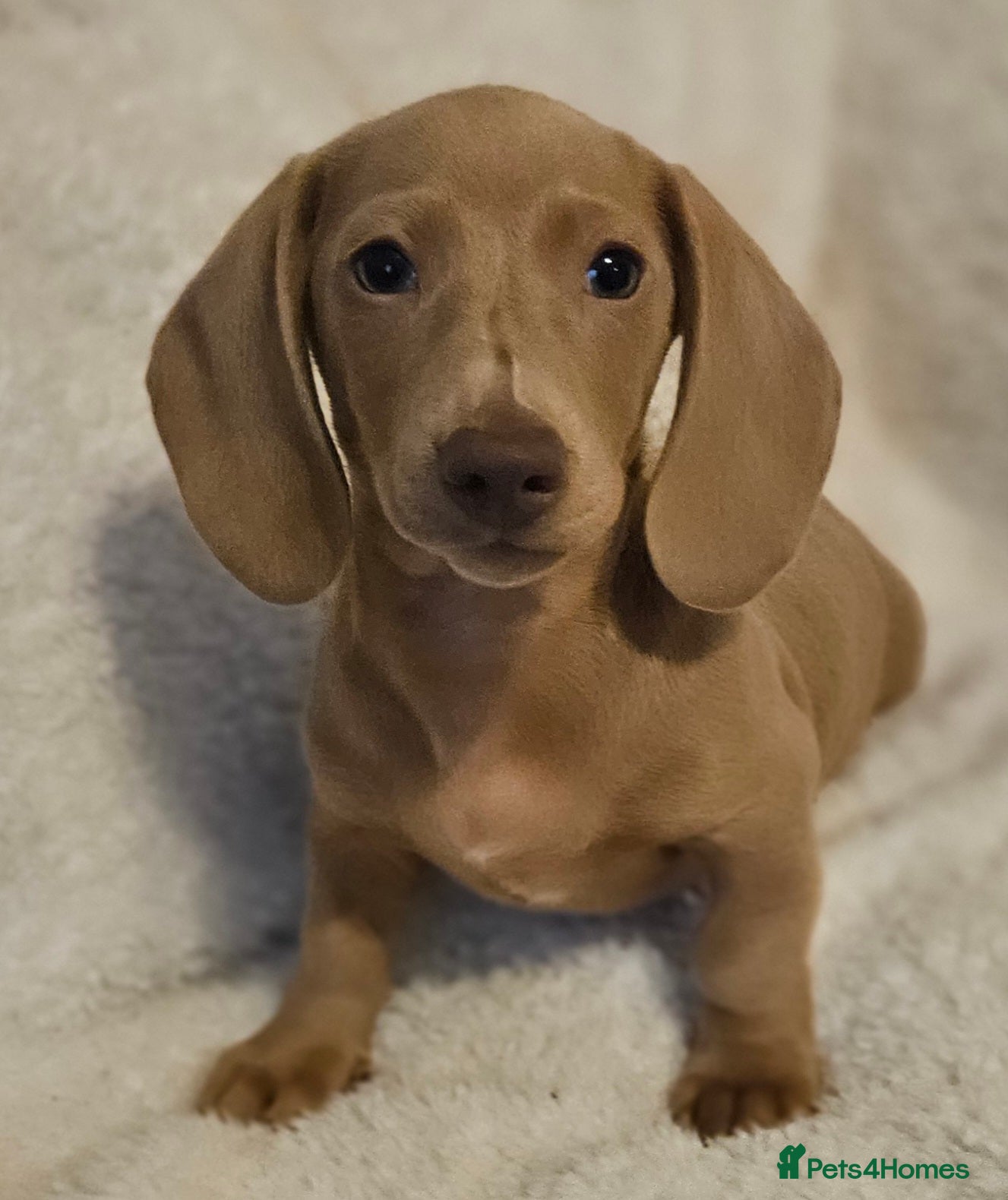 Miniature Dachshund dogs Ready to leave now kc miniature Dachshund puppies  - Advert 10