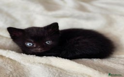 British Shorthair cats for sale: Black and tuxedo baby kittens in Bicester - Image 25