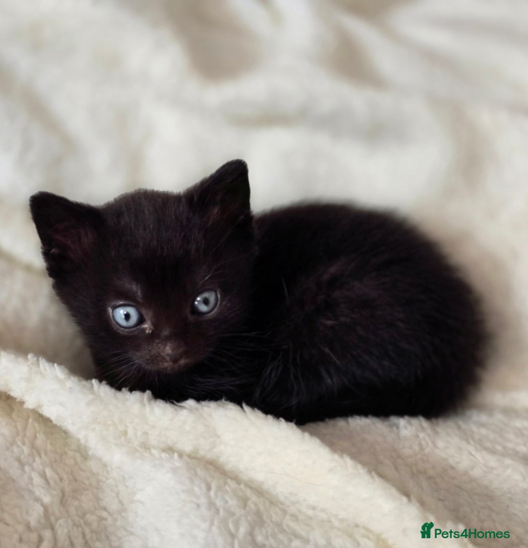 British Shorthair cats for sale: Black and tuxedo baby kittens in Bicester - Image 25