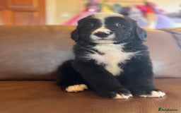 Mixed Breed dogs for sale: Labernese puppies available - Image 5