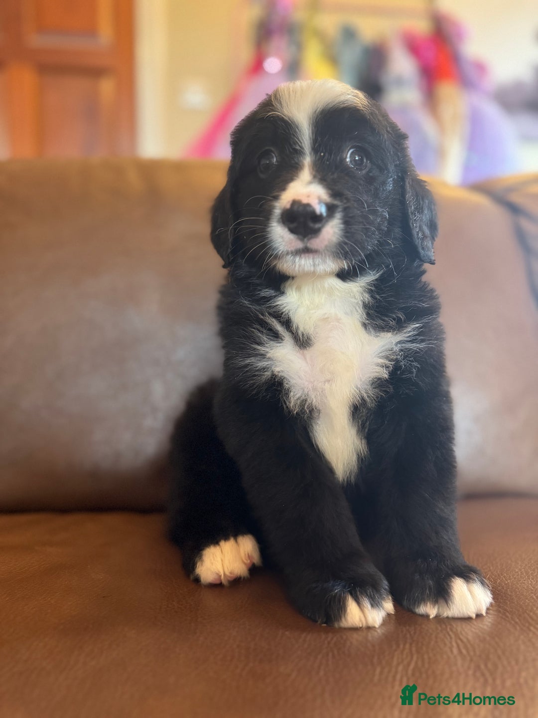 Mixed Breed dogs for sale: Labernese puppies available - Image 5