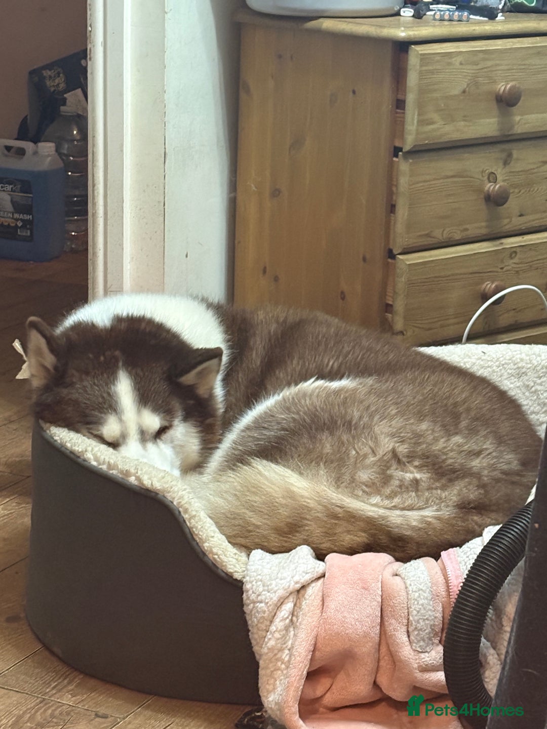 Utonagan dogs for sale: Zya the Alusky - Advert 2