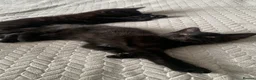 Mixed Breed cats for sale: Beautiful black/brown tabby’s  in Newcastle upon Tyne - Advert 8