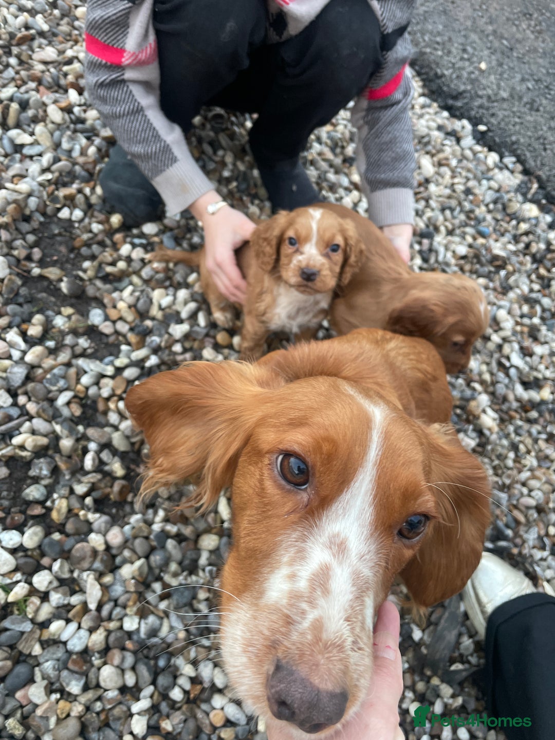 Cocker Spaniel dogs for sale: Cocker spaniel puppies for sale 9 weeks old - Advert 5