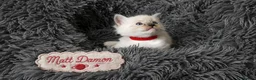 Ragdoll cats for sale: Beautiful Ragdoll-Mix Kittens - NOT TICA/FIFe reg. - Advert 17