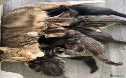 Mixed Breed cats for sale: Black and tabby kittens - Image 7