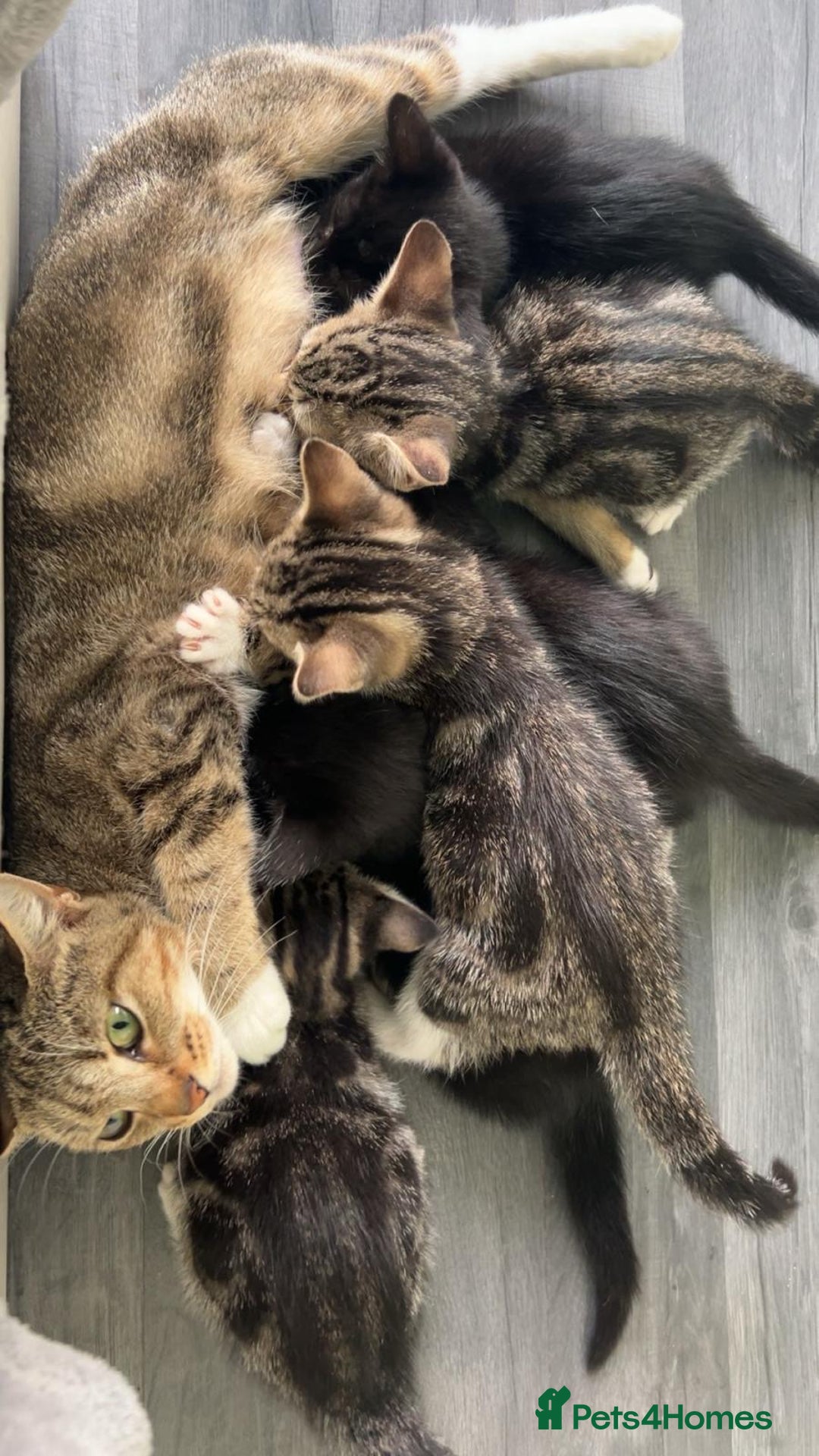 Mixed Breed cats for sale: Black and tabby kittens - Image 7