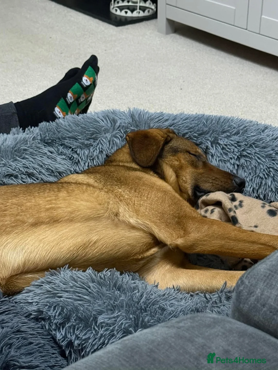 Mixed Breed dogs for adoption: Ira is looking for her forever home in Dunmow - Advert 4