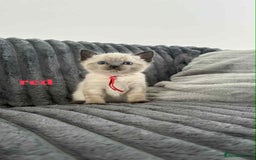 Ragdoll cats for sale: 5 Adorable Ragdoll Kittens🐾 - Image 14