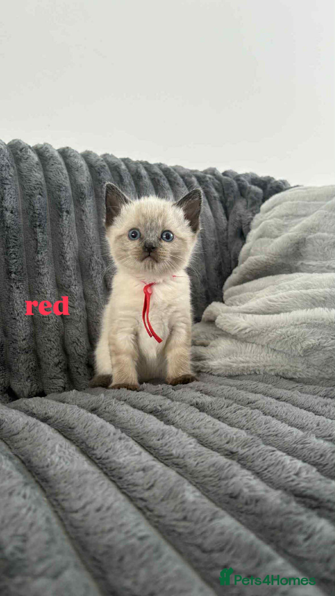 Ragdoll cats for sale: 5 Adorable Ragdoll Kittens🐾 - Image 14