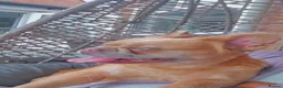 French Bulldog dogs for sale: Female fluffy frenchie - Advert 5