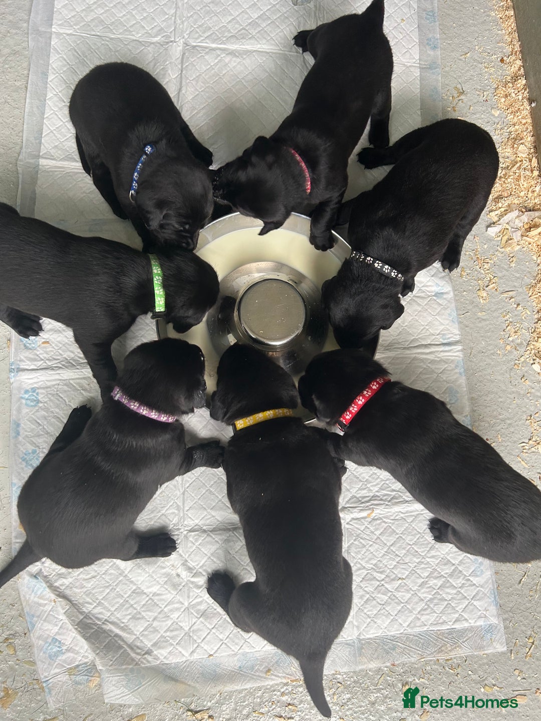 Labrador Retriever dogs for sale: 1 black dog available  - Image 5