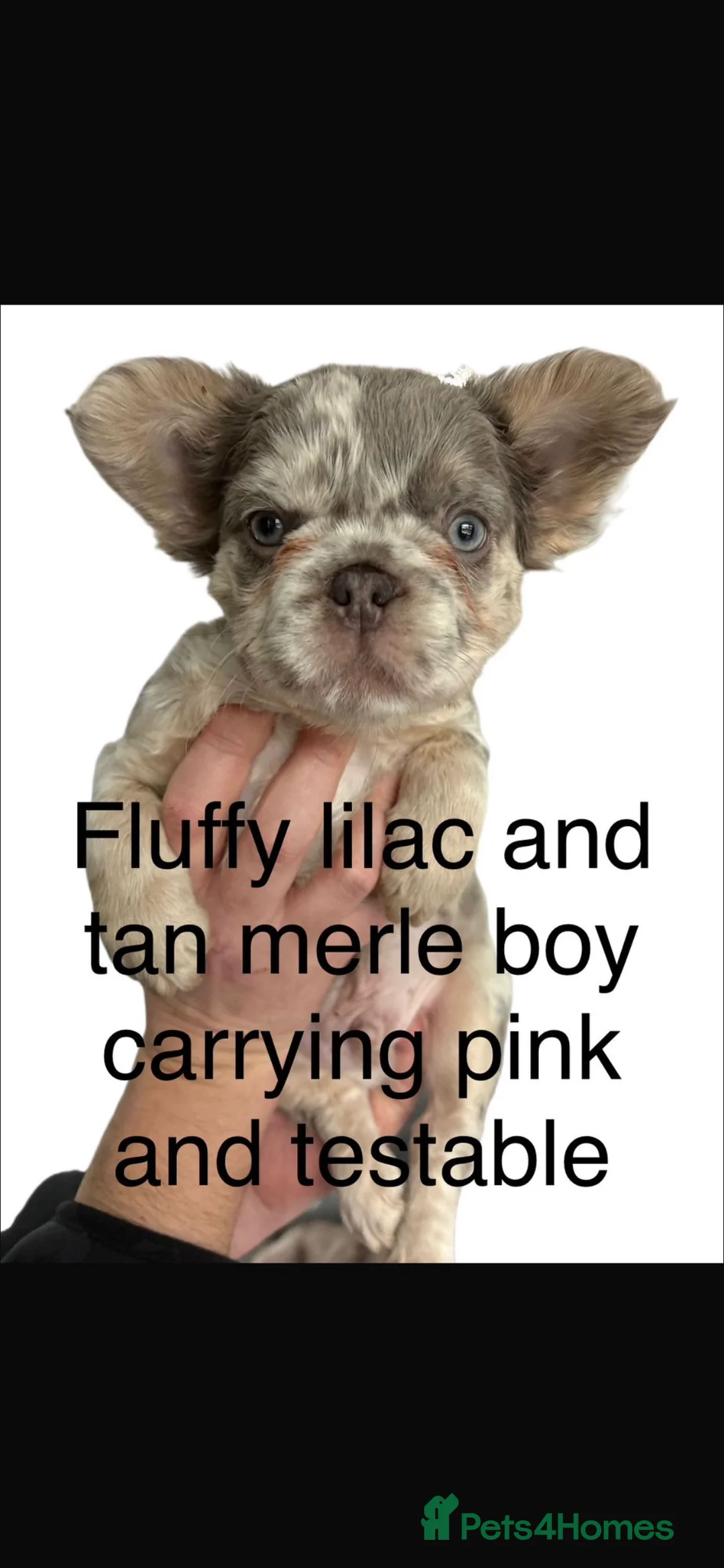 French Bulldog dogs for sale: Fluffy French bulldogs  ** s carrying pink - Advert 23