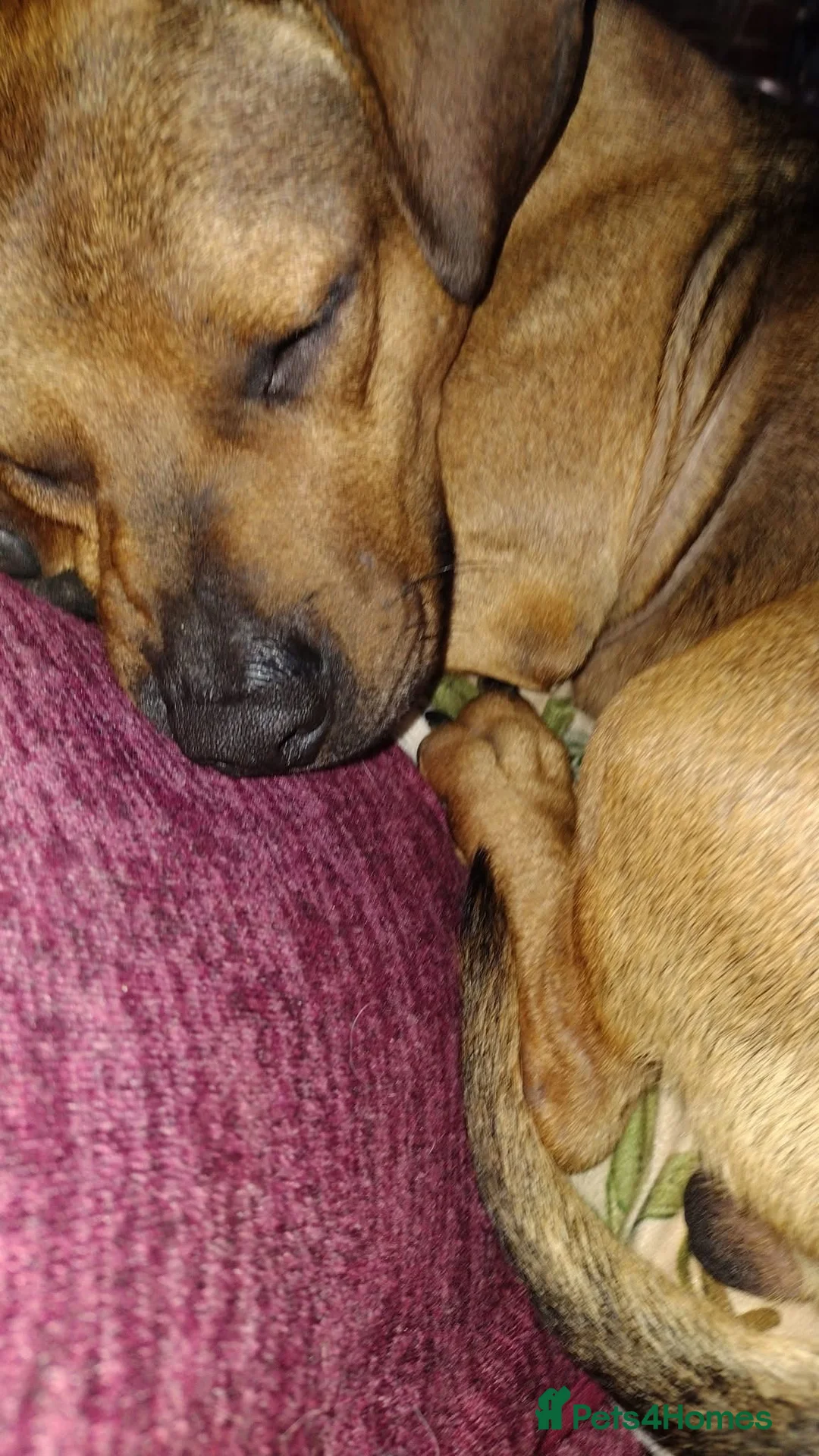 Mixed Breed dogs for adoption: Rescue boy Noodle is looking for his forever home - Advert 2